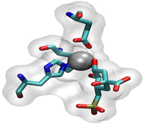 Amino acids surrounding Zn(II) ions